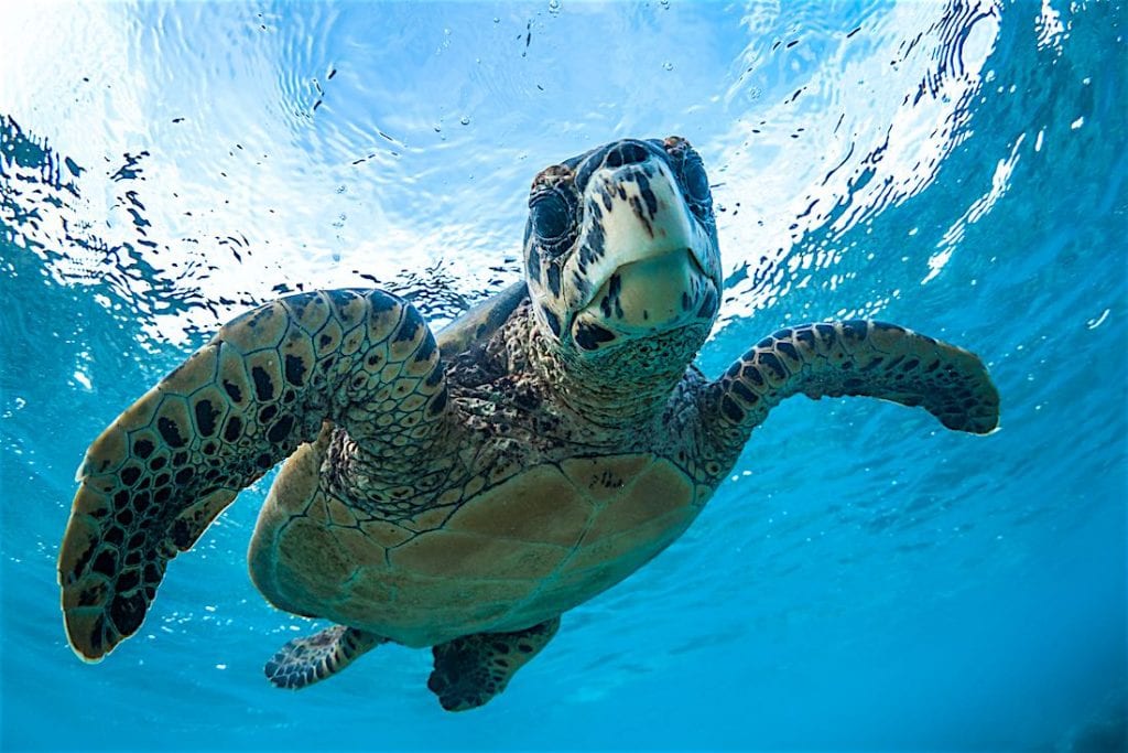 hawksbill-sea-turtle-koh-tao-black-turtle-dive