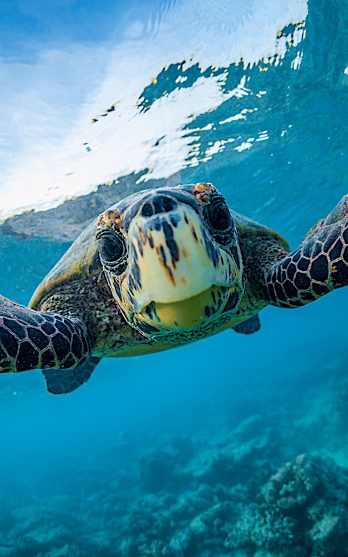 Learn Scuba Diving on Koh Tao | Black Turtle Dive