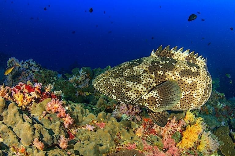 Brown Marbled Grouper Koh Tao 