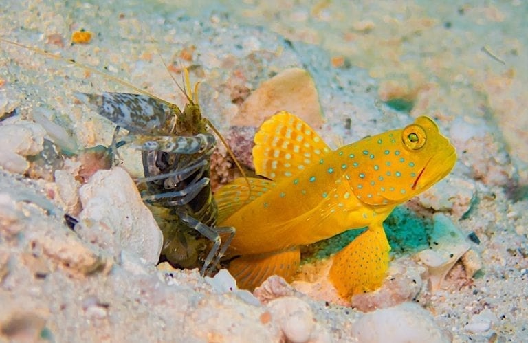 Yellow Watchman Goby & Pistol Shrimp Koh Tao