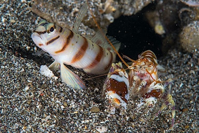 Yellow Watchman Goby & Pistol Shrimp Koh Tao