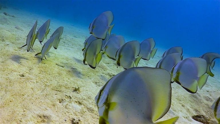 Twins Pinnacle Dive Site Koh Tao | Black Turtle Dive