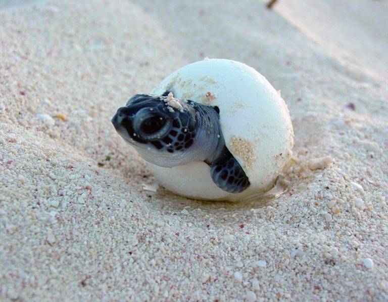 why-sea-turtles-are-important-for-a-healthy-ocean